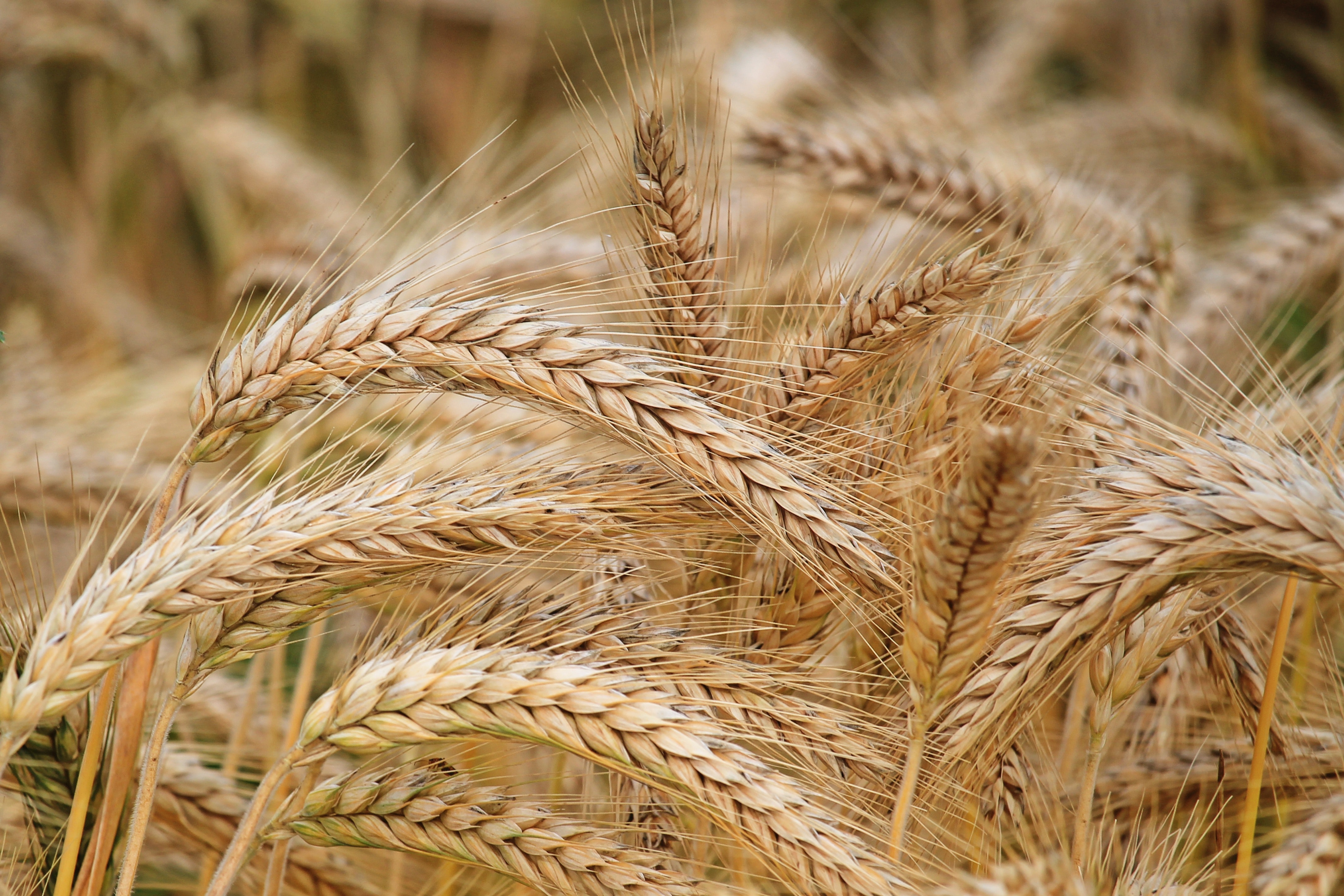 Close-up shot of barley
